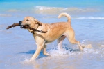 dog-on-the-beach